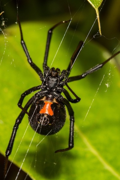 My Hero Academia: Arachnophobia (Villain Timeline)