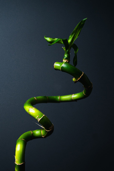 A Suicide's Unwanted Rebirth