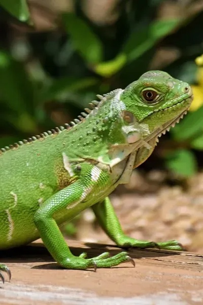 Reincarnated As A Lizard